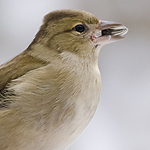 Vogel mit Korn im Mund